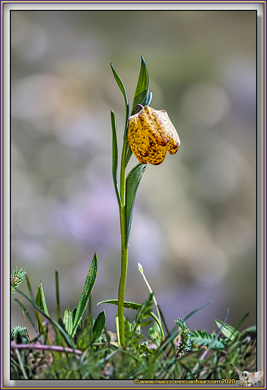 Fritillaire de Moggridge